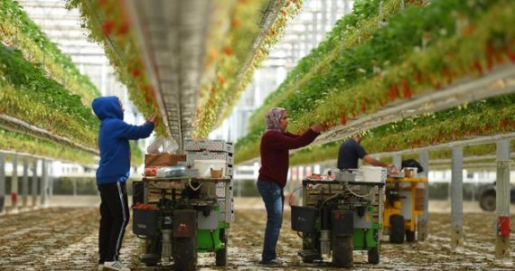 Des travailleurs récoltent des fraises dans une ferme de Sainte-Livrade-sur-Lot, dans le sud-ouest de...