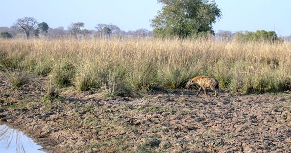 Les parcs nationaux africains, un autre enjeu géopolitique