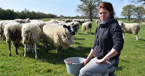 Loire-Atlantique : victime de vols de moutons, cette éleveuse vit un calvaire au quotidien