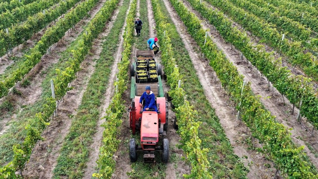 On estime que 70 à 90 % des exploitations agricoles redistribuées dans