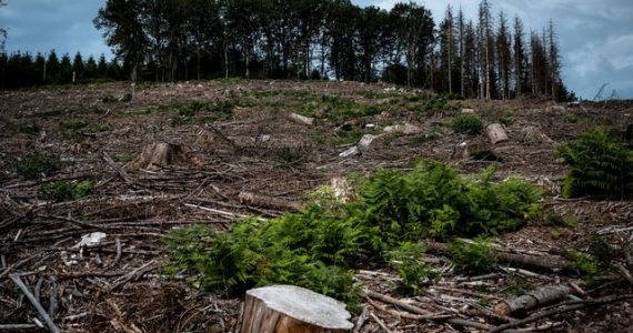 Aux arbres, citoyens! : dans le Morvan, des résistants achètent la forêt pour la sauver