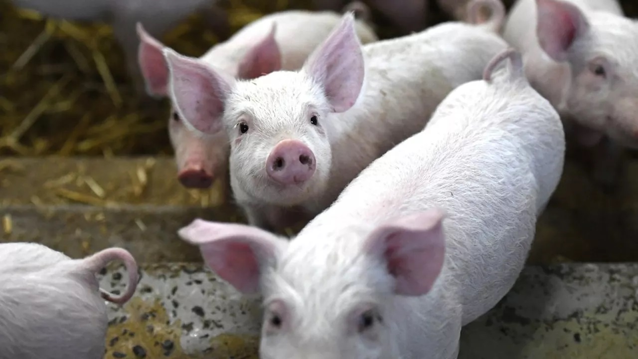 Xénogreffe Pour La Première Fois Un Rein De Porc Transplanté Sur Un